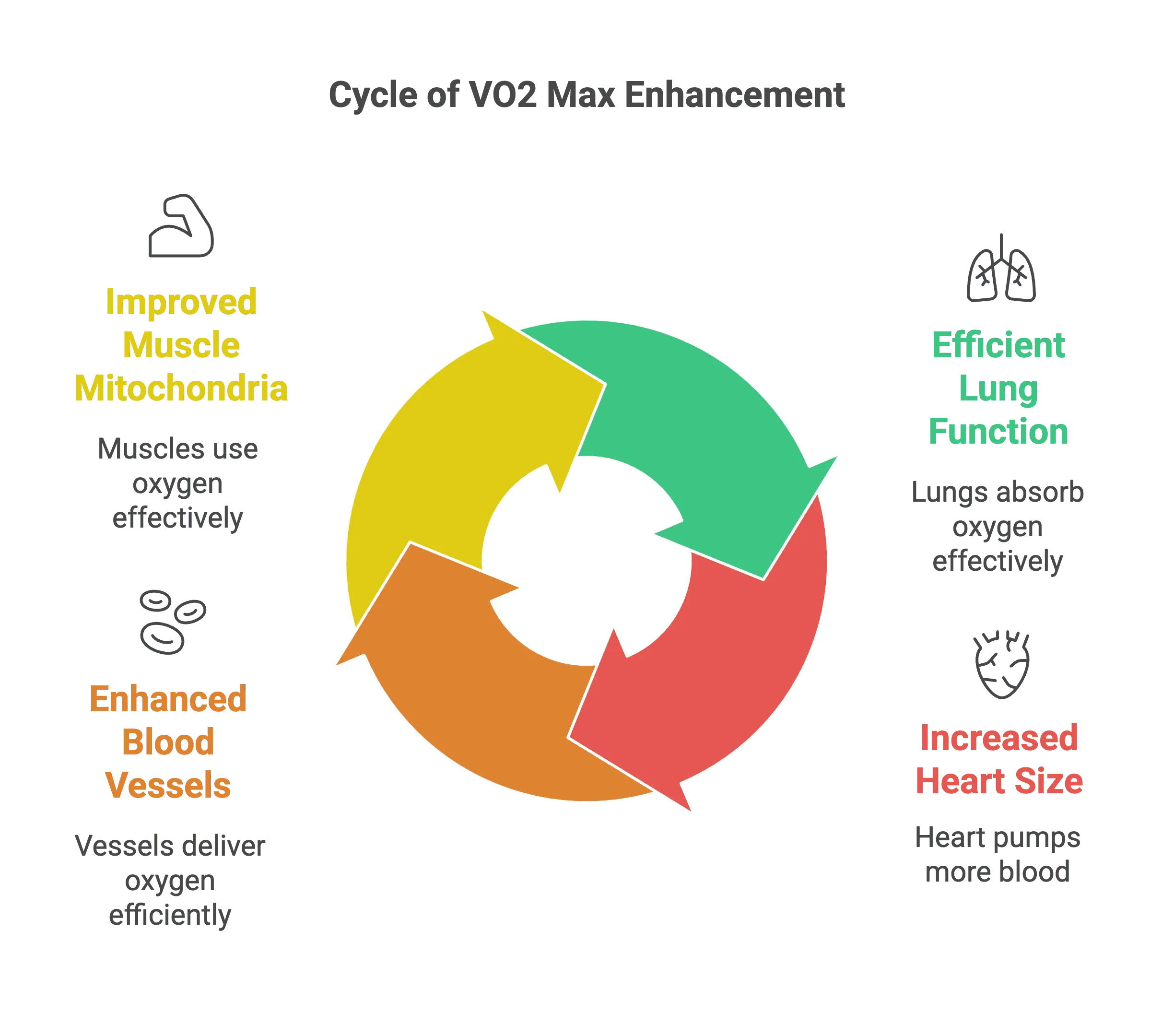 Cylce of Vo2 Max enhancement